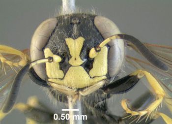 Media type: image;   Entomology 603062 Aspect: head frontal view